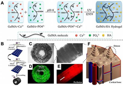 光聚合生物材料與基于光的3D打印策略 生物基材料在生物醫學應用中的前沿綜述