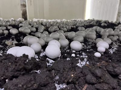 江都大橋 科技賦能蘑菇產業，智能種植與生物基材料研發引領綠色未來